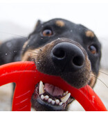 Bionic Dog Toys Bionic Dog Toys | Toss-N-Tug Orange