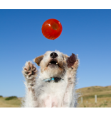 Bionic Dog Toys Bionic Dog Toys | Ball Small Orange