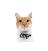 Little Kitty Co. Little Kitty Co. Collar & Bowtie | 1/2" Catstooth Small