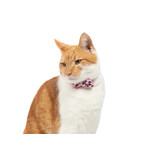 Little Kitty Co. Little Kitty Co. Collar & Bowtie | 1/2" Prettiest of Them All Pink Small