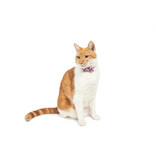 Little Kitty Co. Little Kitty Co. Collar & Bowtie | 1/2" Prettiest of Them All Pink Small