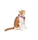 Little Kitty Co. Little Kitty Co. Cat Harness | Prettiest of Them All Pink Medium