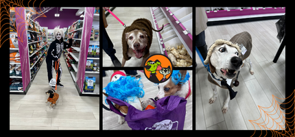 Halloween Pet Safety Tips: How to Keep Your Pets Safe (and Happy!) This Halloween Halloween Pet Safety Tips: How to Keep Your Pets Safe (and Happy!) This Halloween