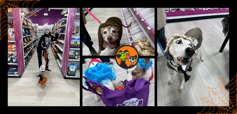 Halloween Pet Safety Tips: How to Keep Your Pets Safe (and Happy!) This Halloween