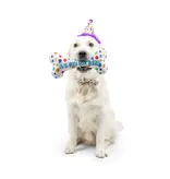 Huxley & Kent Huxley & Kent Barkday | Celebrations Box for Dogs over 25 lbs Large