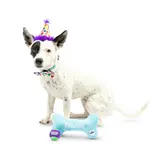 Huxley & Kent Huxley & Kent Barkday | Celebrations Box for Dogs under 25 lbs Small