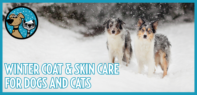 Winter Skin & Coat Care for Dogs and Cats