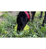 SodaPup SodaPup E-Mat | Lime Green Citrus with Suction Cup