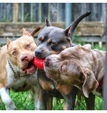 SodaPup SodaPup Enrichment Toys | Grenade Reward Toy Red Medium