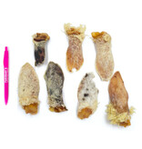 Tuesday's Natural Dog Company Tuesday's Natural Dog Company Dog Chews | Furry Lamb Ear single