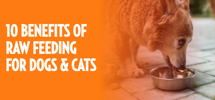 10 Benefits of Raw Feeding for Dogs & Cats