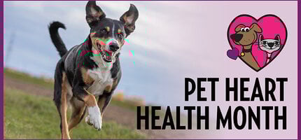 Love Starts in the Bowl: Best Foods for Heart Health & Immunity