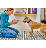 PLAY P.L.A.Y. Forest Friends Dog Toys | Baxter the Bunny