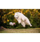 PLAY P.L.A.Y. Forest Friends Dog Toys | Baxter the Bunny