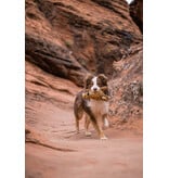 PLAY P.L.A.Y. Big Five of Africa Dog Toys | Leopard