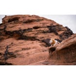 PLAY P.L.A.Y. Big Five of Africa Dog Toys | Lion