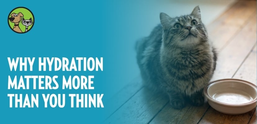 Why Hydration Matters More Than You Think