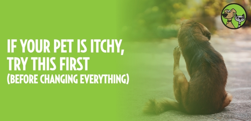 If Your Pet Is Itchy, Try This First!