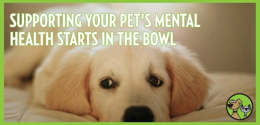 Supporting Your Pet’s Mental Health