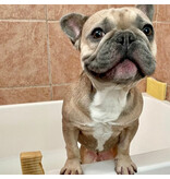 Cordoba Farms Cordoba Farms | Happy Dog Allergy Shampoo Bar