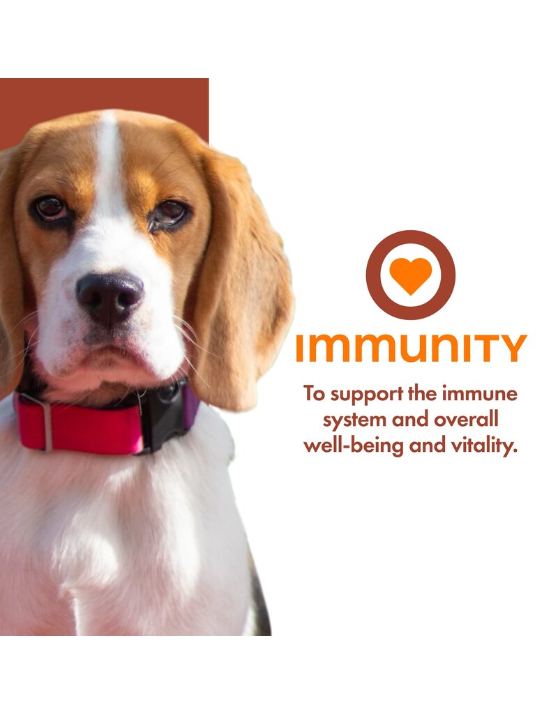 Fromm Fromm Nutritionals Canned Dog Food | Immunity Support Pate 13 oz CASE