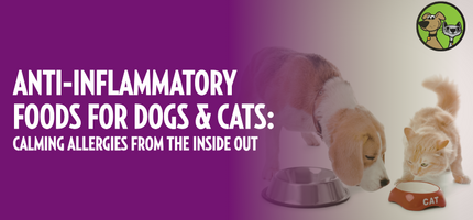 Anti-Inflammatory Foods for Dogs & Cats: Calming Allergies from the Inside Out