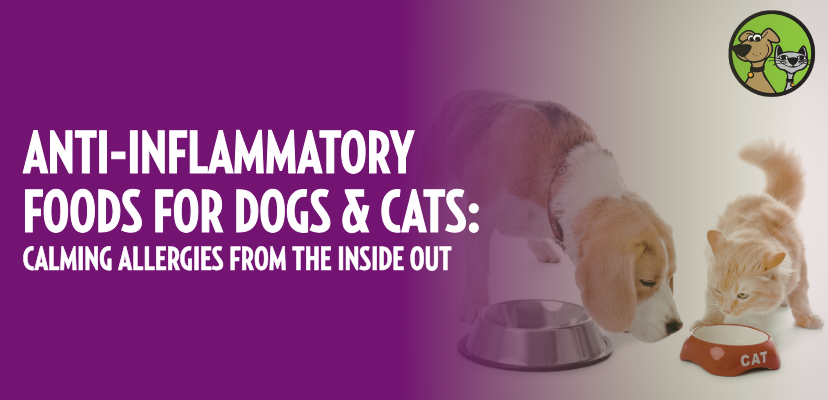 Anti-Inflammatory Foods for Dogs & Cats: Calming Allergies from the Inside Out