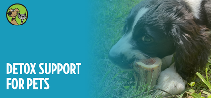 Detox Support for Pets