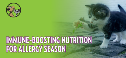 Immune-Boosting Nutrition for Allergy Season