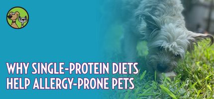 Why Single-Protein Diets Help Allergy-Prone Pets