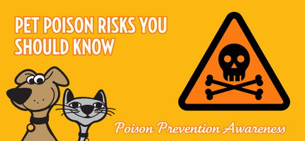 Pet Poison Risks You Should Know