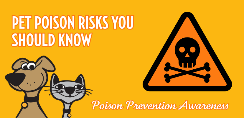 Pet Poison Risks You Should Know