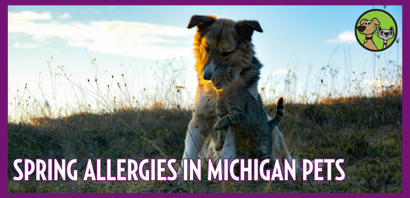 Spring Allergies in Michigan Pets