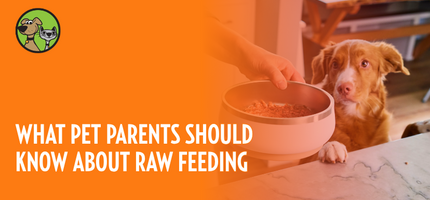 What Pet Parents Should Know About Raw Feeding