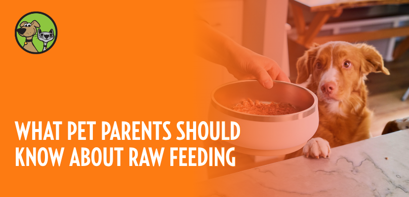 What Pet Parents Should Know About Raw Feeding