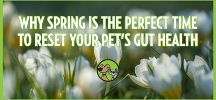 Why Spring Is the Perfect Time to Reset Your Pet’s Gut Health