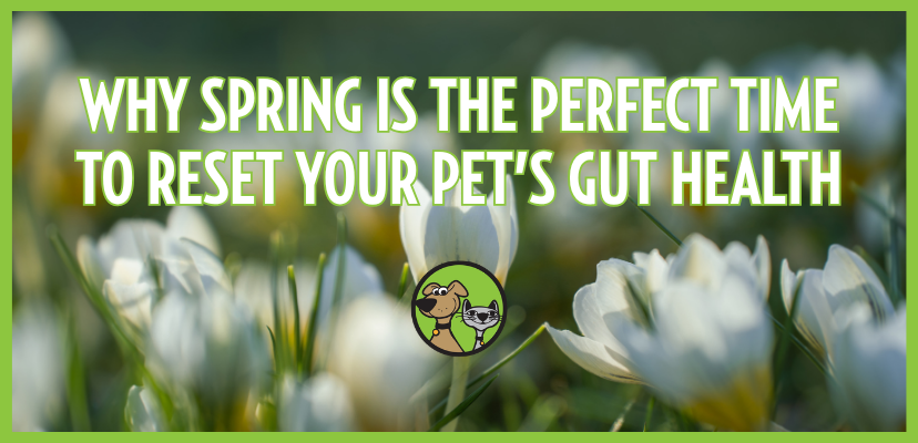 Why Spring Is the Perfect Time to Reset Your Pet’s Gut Health