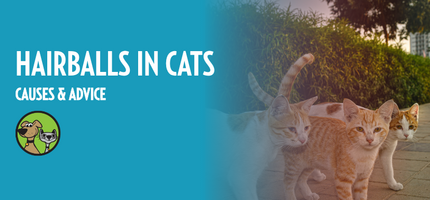 Hairballs in Cats: Causes & Advice