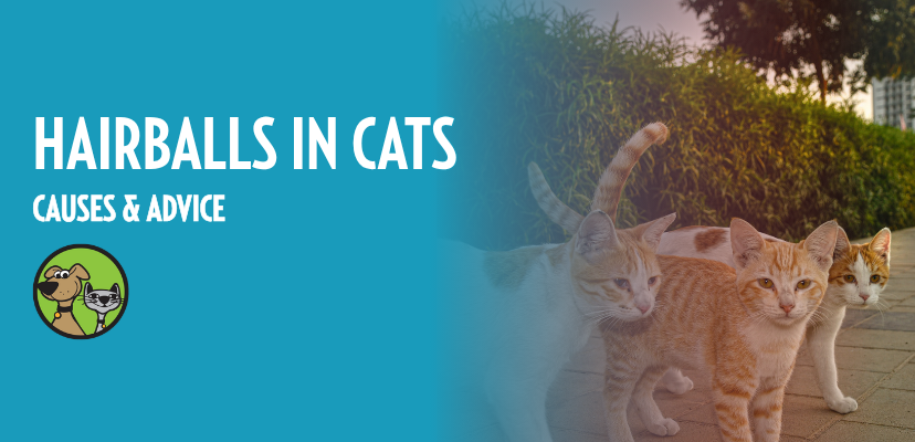 Hairballs in Cats: Causes & Advice