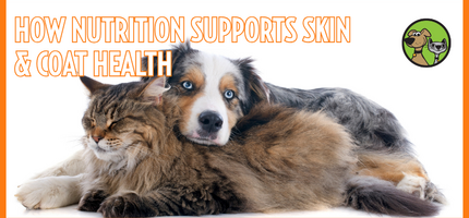 How Nutrition Supports Skin & Coat Health