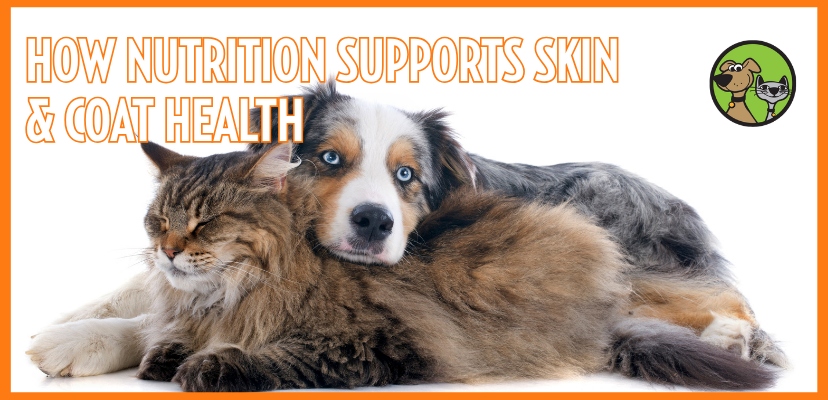 How Nutrition Supports Skin & Coat Health