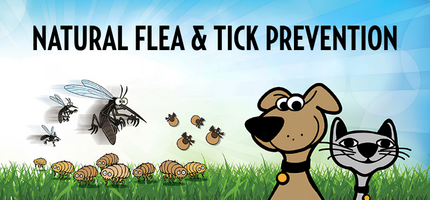 Natural Flea & Tick Prevention