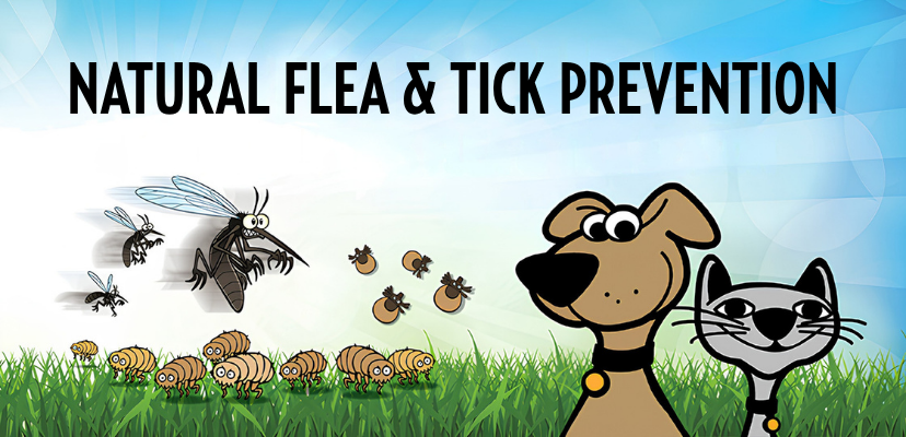 Natural Flea & Tick Prevention