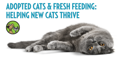 Adopted Cats & Fresh Feeding: Helping New Cats Thrive