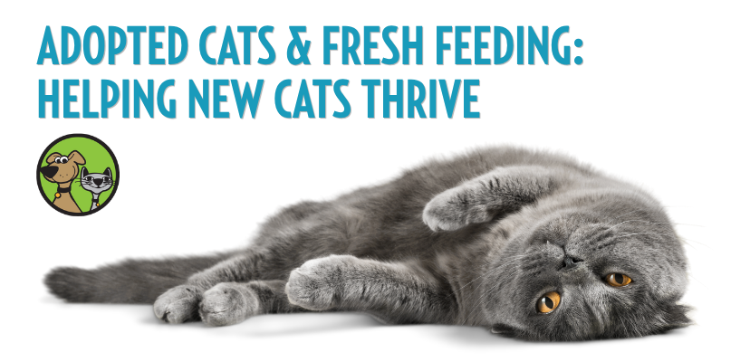 Adopted Cats & Fresh Feeding: Helping New Cats Thrive