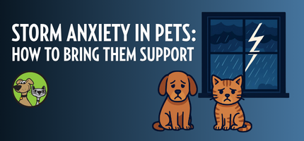 Storm Anxiety in Pets: How to Bring Them Support