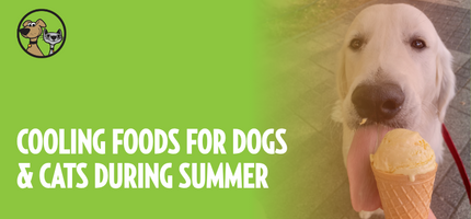 Cooling Foods for Dogs and Cats During Summer