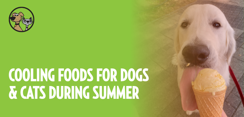 Cooling Foods for Dogs and Cats During Summer