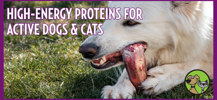 High-Energy Proteins for Active Dogs and Cats