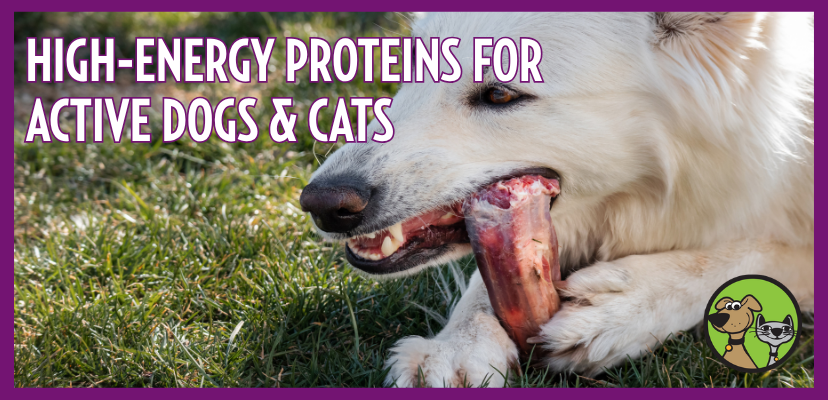 High-Energy Proteins for Active Dogs and Cats